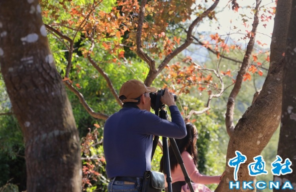 香港市民秋冬郊遊賞元朗大棠紅葉